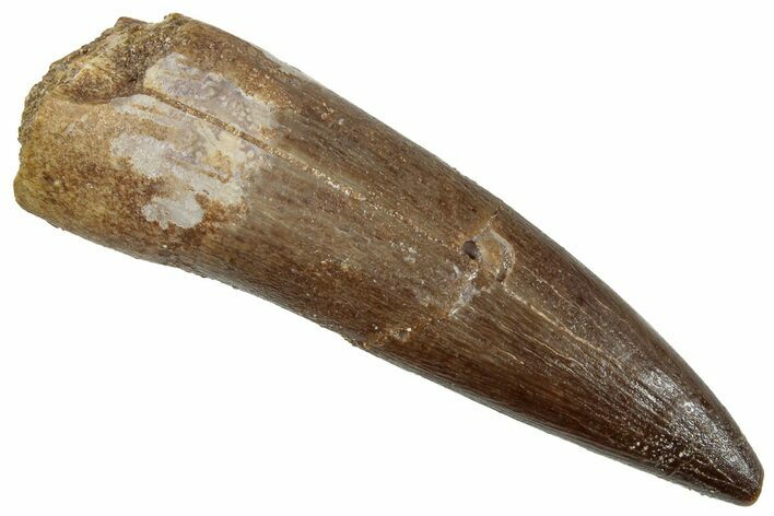 Fossil Plesiosaur (Zarafasaura) Tooth - Morocco #269362